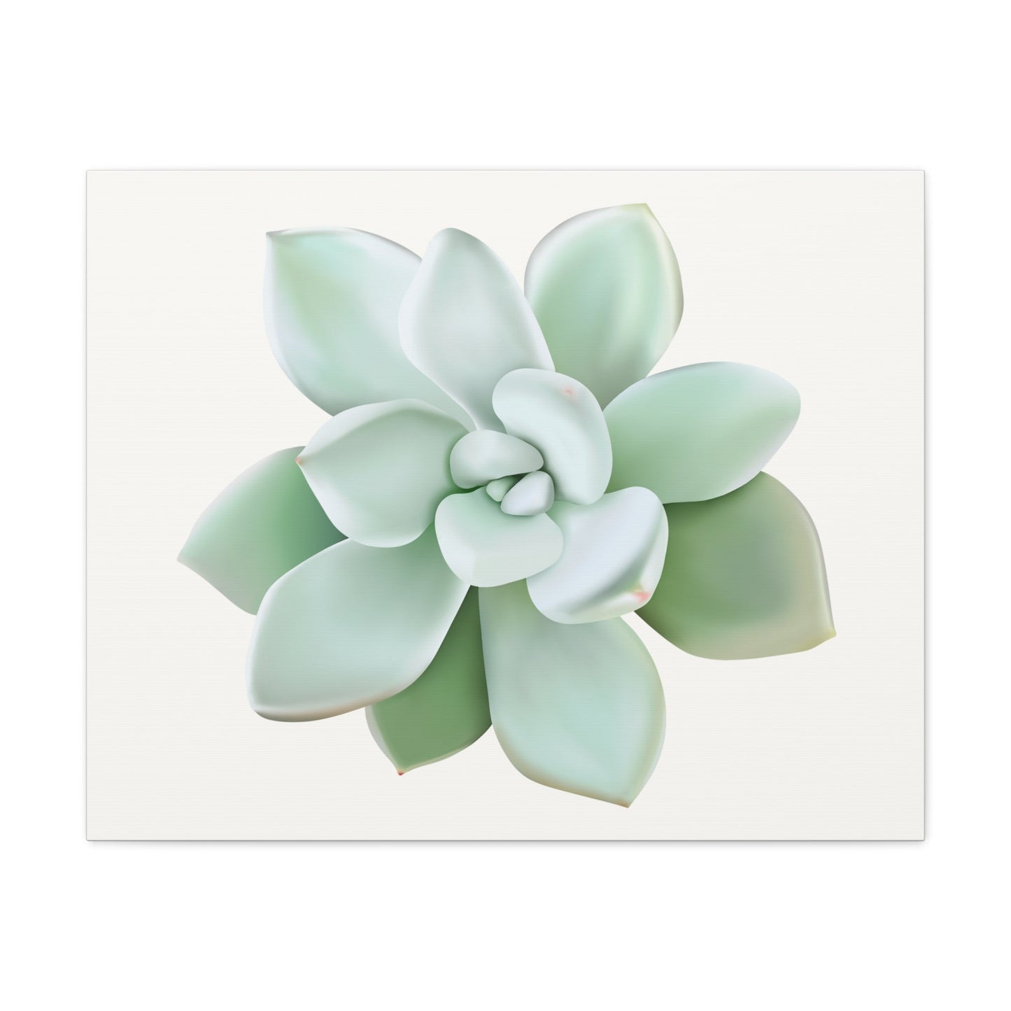 Pachyveria Haagei Succulent Canvas Print – Botanical Wall Art