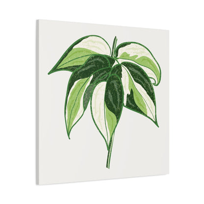 Philodendron Cream Splash Canvas Print – Botanical Wall Art