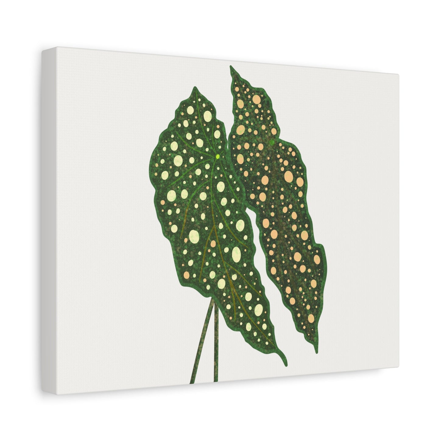 Begonia Maculata Canvas Print – Botanical Wall Art