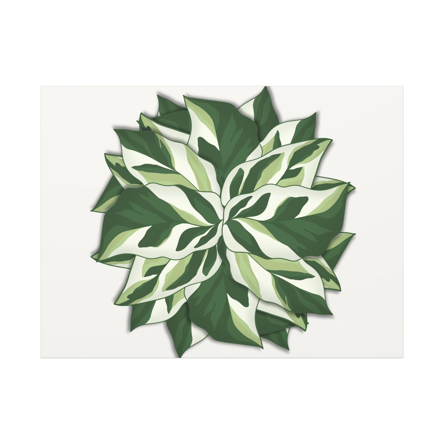 Calathea White Fusion Canvas Print – Botanical Wall Art