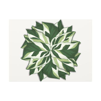 Calathea White Fusion Canvas Print – Botanical Wall Art
