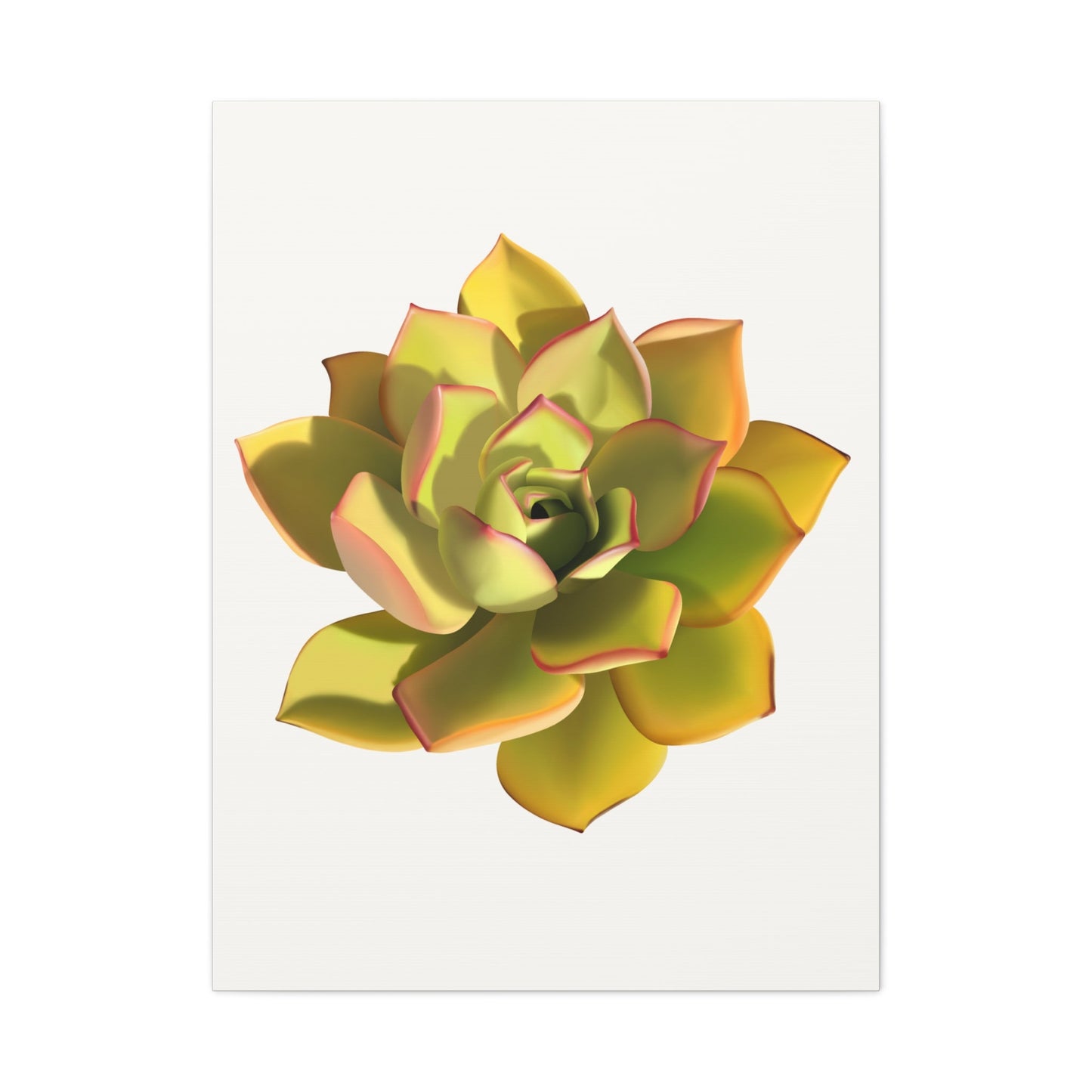 Noble Aeonium Succulent Canvas Print – Botanical Wall Art