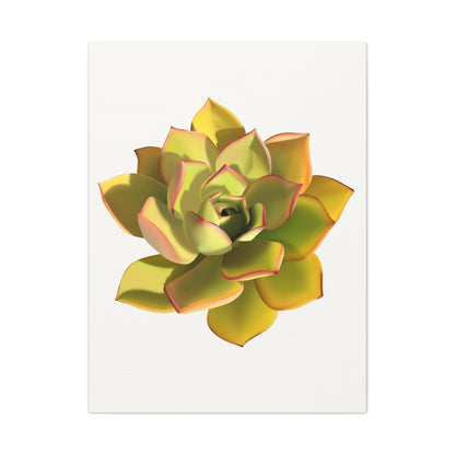 Noble Aeonium Succulent Canvas Print – Botanical Wall Art