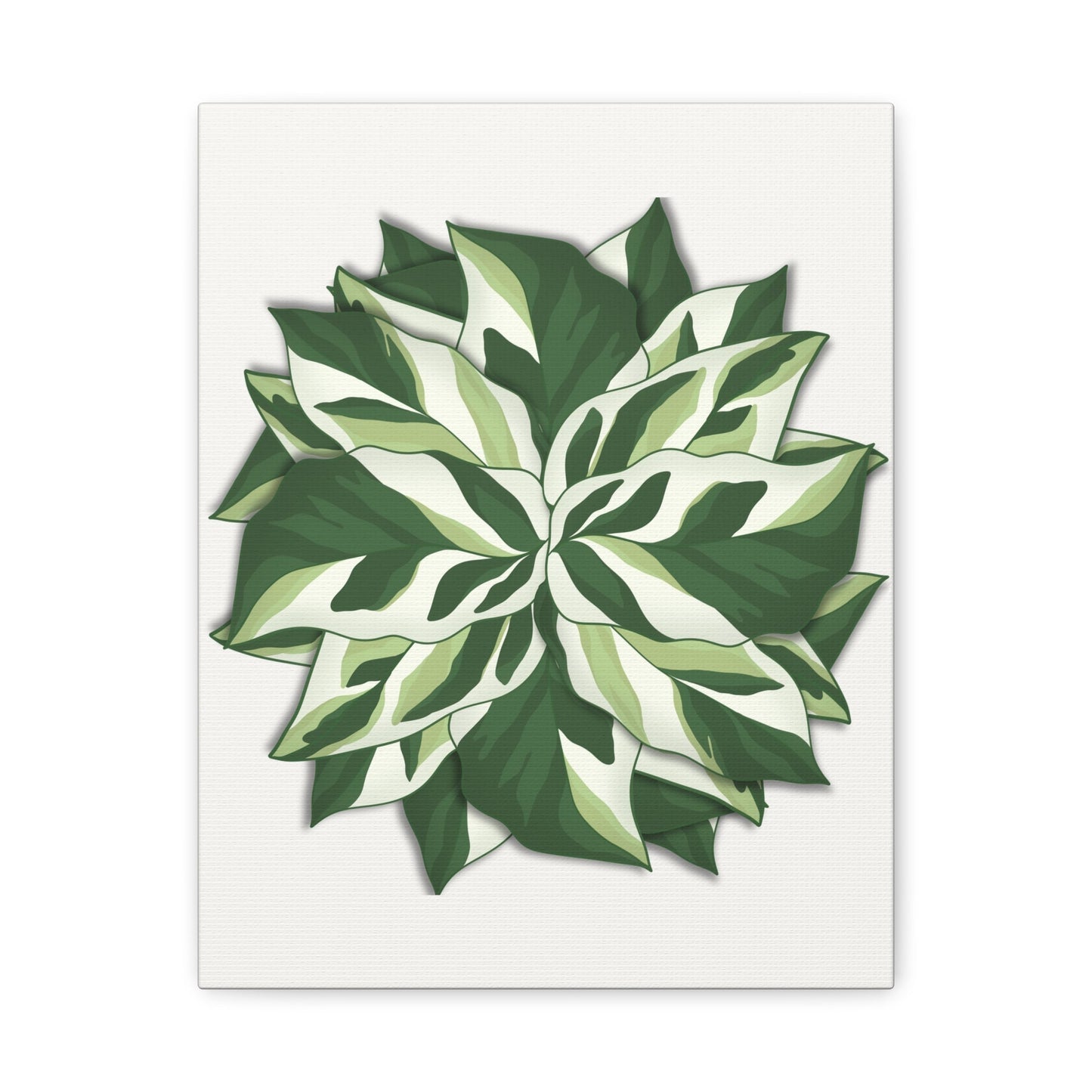 Calathea White Fusion Canvas Print – Botanical Wall Art