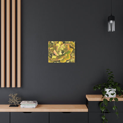 Noble Aeonium Succulent Pattern Canvas Print – Botanical Wall Art