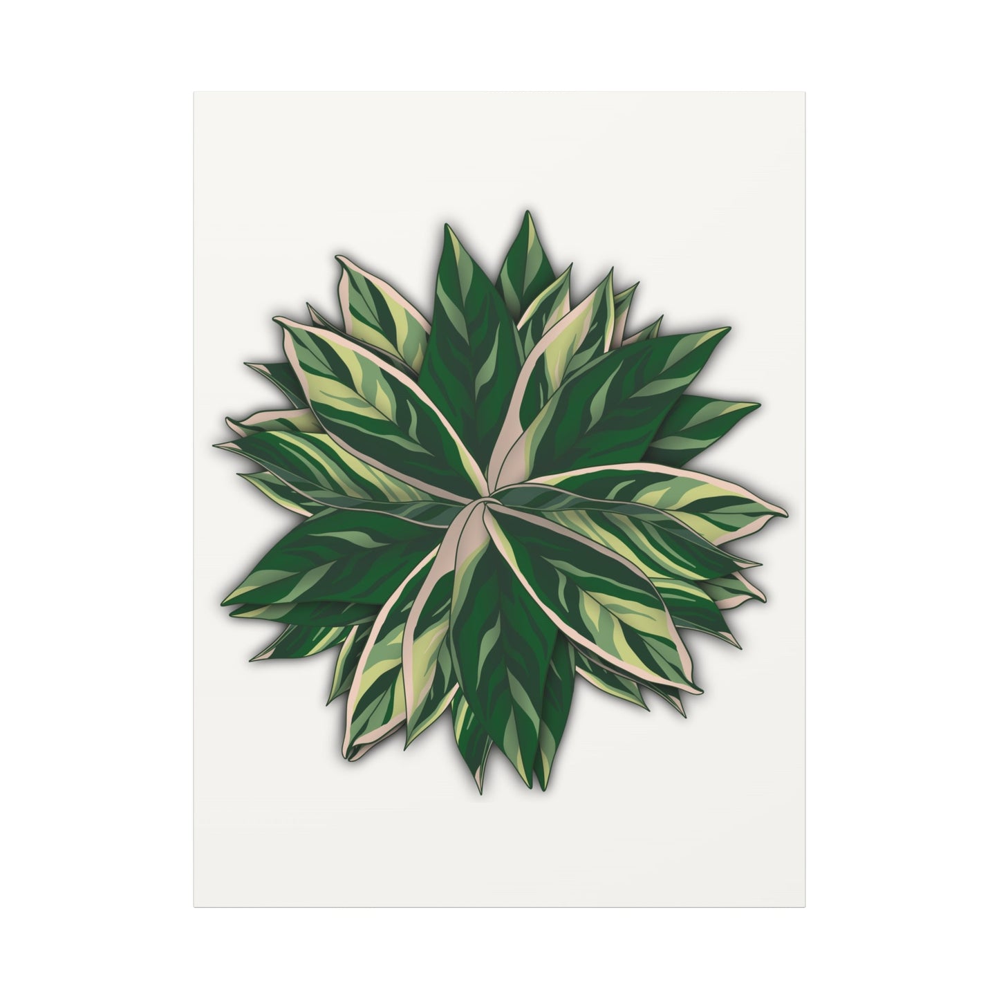 Stromanthe Triostar Canvas Print – Botanical Wall Art