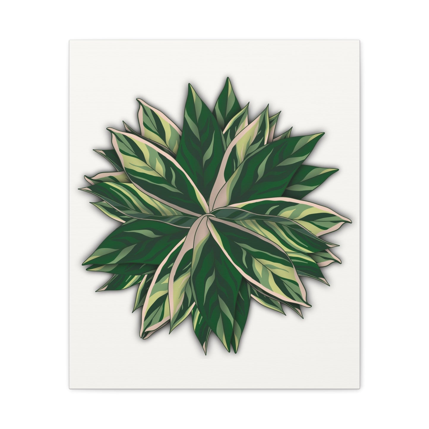Stromanthe Triostar Canvas Print – Botanical Wall Art