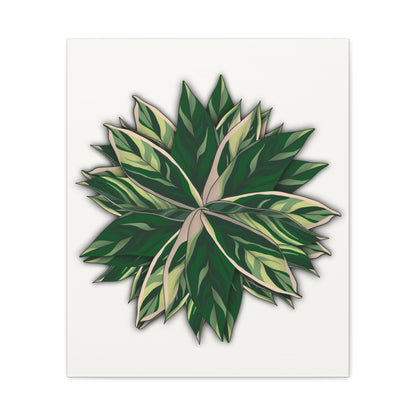 Stromanthe Triostar Canvas Print – Botanical Wall Art