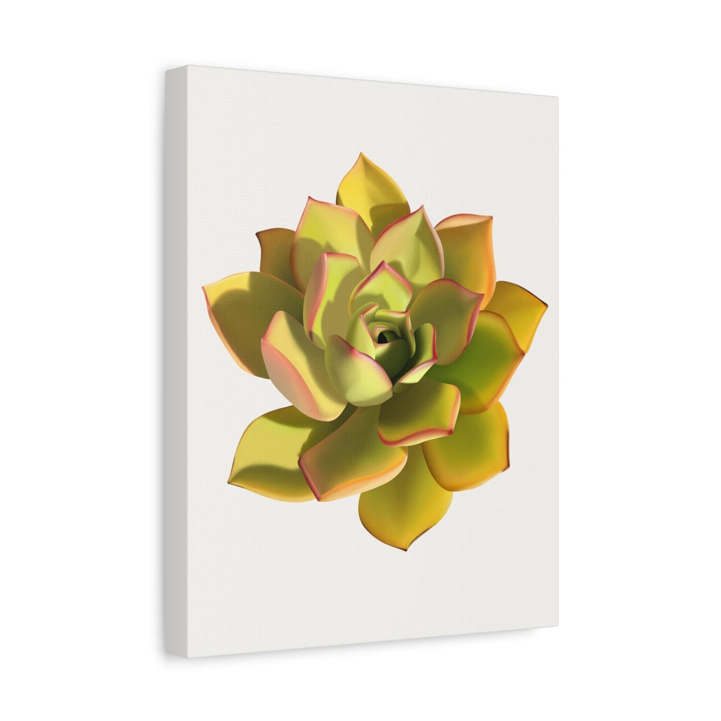 Noble Aeonium Succulent Canvas Print – Botanical Wall Art