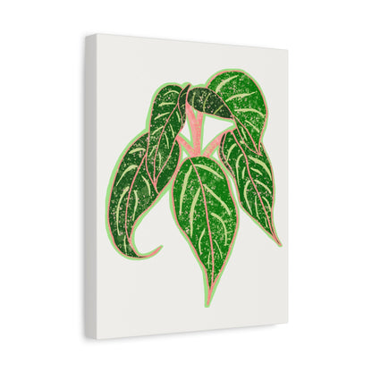 Aglaonema Sparkling Sarah Canvas Print – Botanical Wall Art