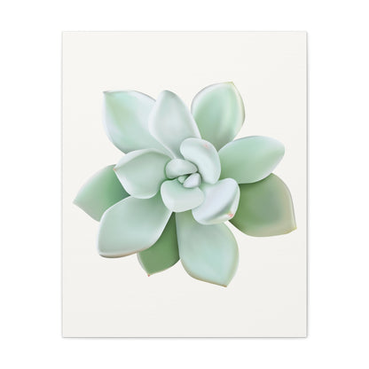 Pachyveria Haagei Succulent Canvas Print – Botanical Wall Art