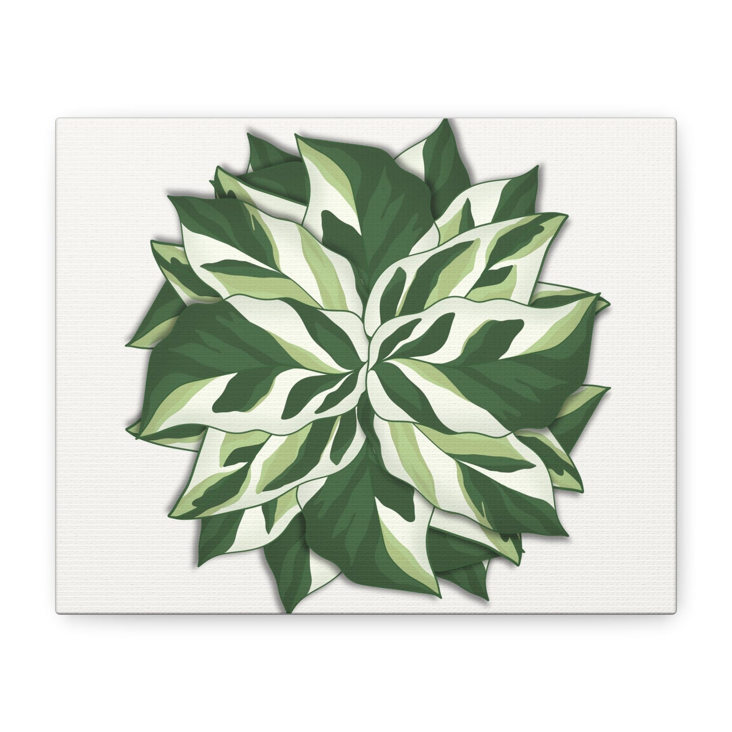 Calathea White Fusion Canvas Print – Botanical Wall Art