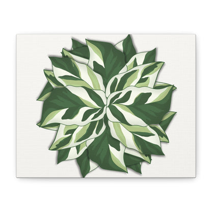 Calathea White Fusion Canvas Print – Botanical Wall Art