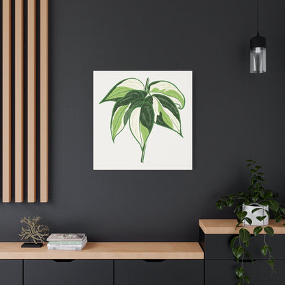 Philodendron Cream Splash Canvas Print – Botanical Wall Art