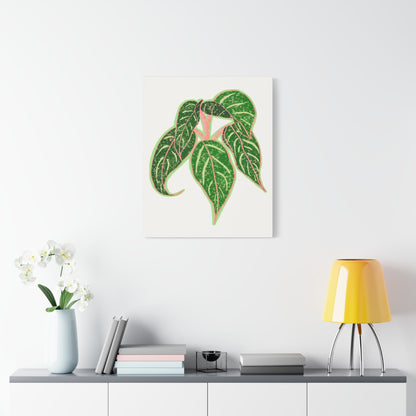 Aglaonema Sparkling Sarah Canvas Print – Botanical Wall Art