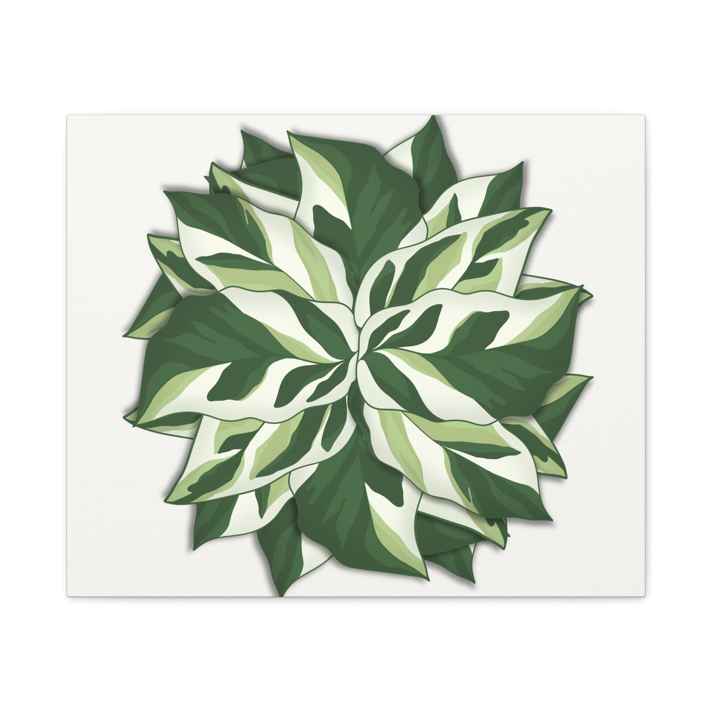 Calathea White Fusion Canvas Print – Botanical Wall Art