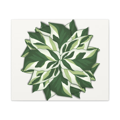 Calathea White Fusion Canvas Print – Botanical Wall Art