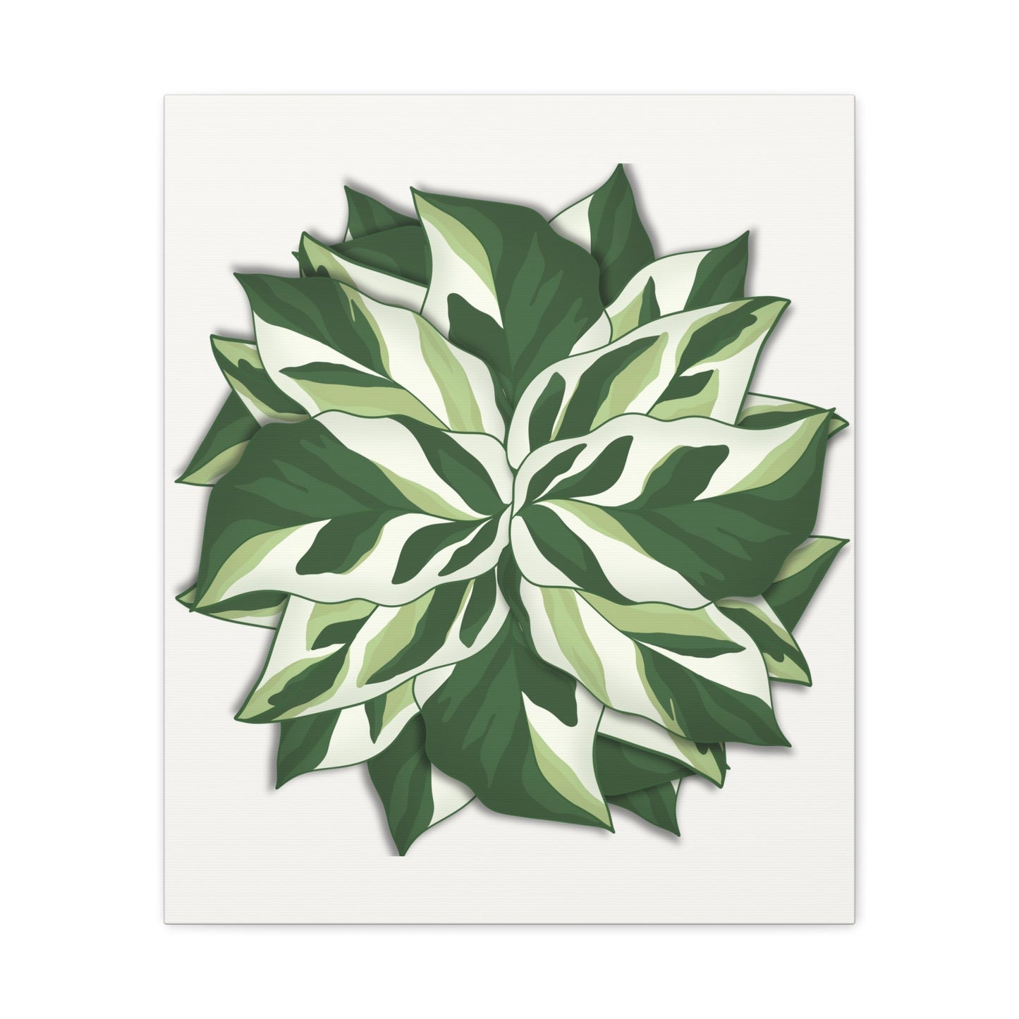 Calathea White Fusion Canvas Print – Botanical Wall Art