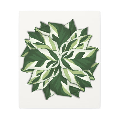 Calathea White Fusion Canvas Print – Botanical Wall Art