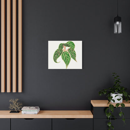 Aglaonema Sparkling Sarah Canvas Print – Botanical Wall Art