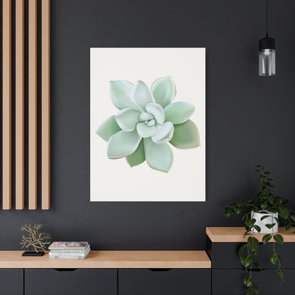Pachyveria Haagei Succulent Canvas Print – Botanical Wall Art