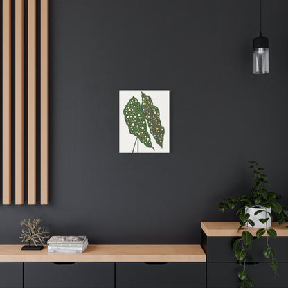 Begonia Maculata Canvas Print – Botanical Wall Art