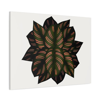 Calathea Pinstripe Canvas Print – Botanical Wall Art