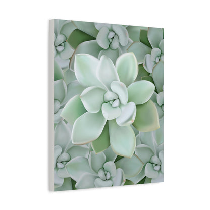 Pachyveria Haagei Succulent Pattern Canvas Print – Botanical Wall Art