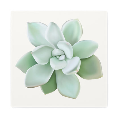 Pachyveria Haagei Succulent Canvas Print – Botanical Wall Art