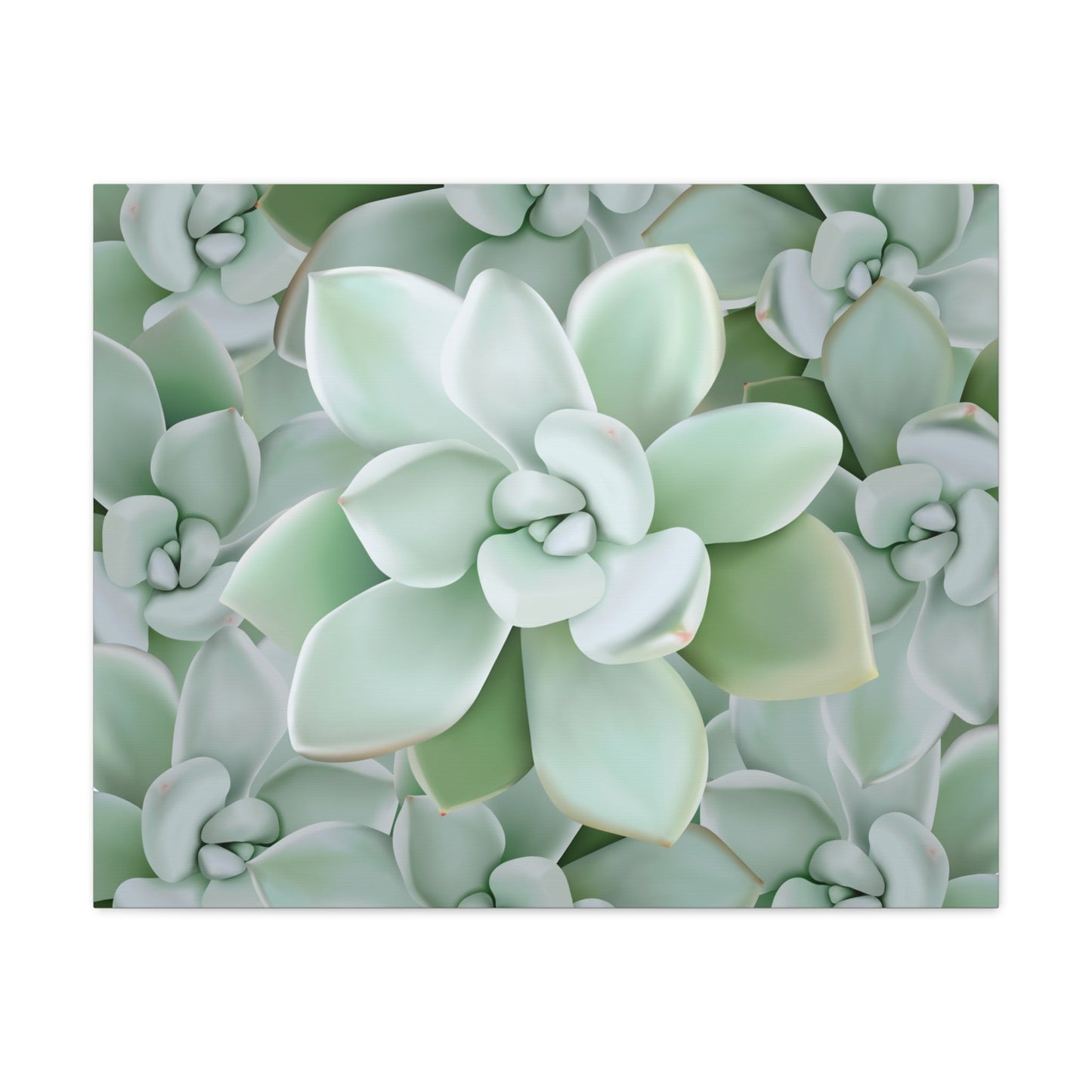 Pachyveria Haagei Succulent Pattern Canvas Print – Botanical Wall Art
