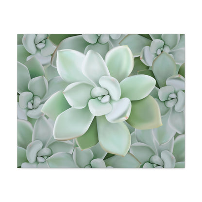 Pachyveria Haagei Succulent Pattern Canvas Print – Botanical Wall Art