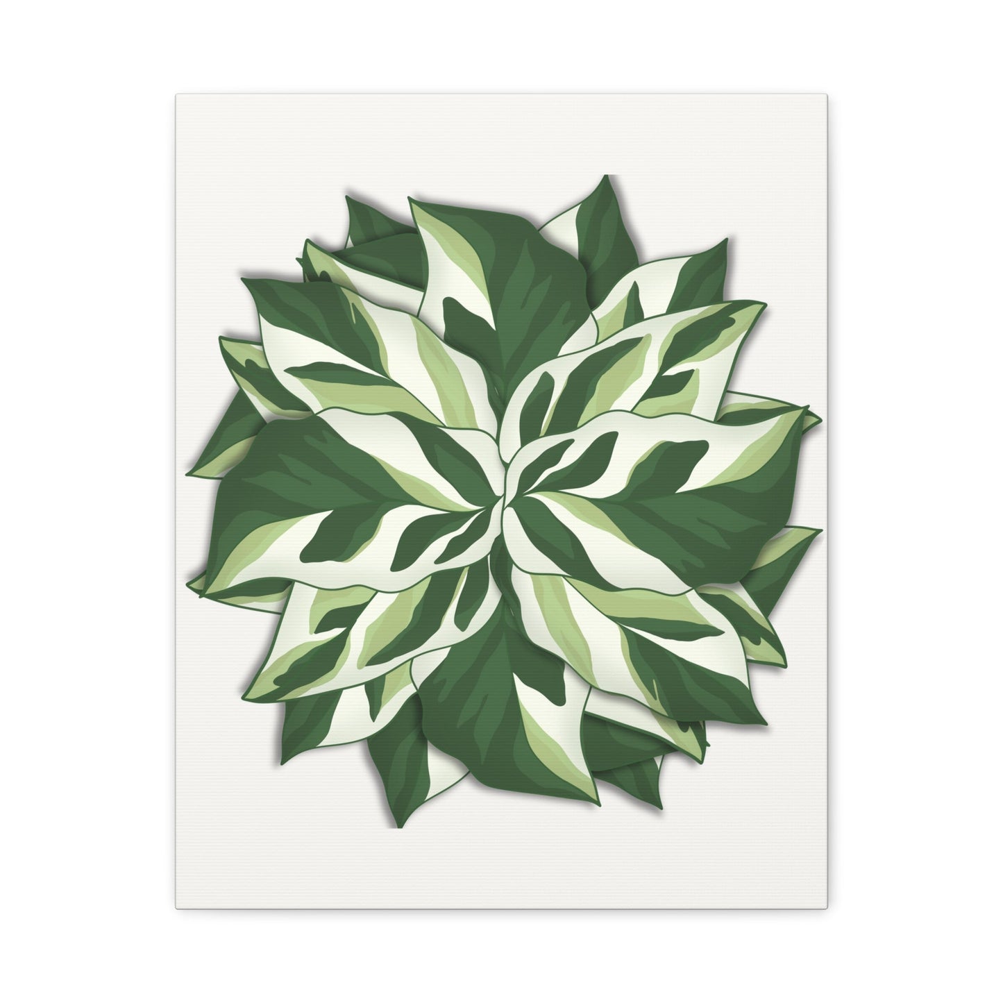 Calathea White Fusion Canvas Print – Botanical Wall Art