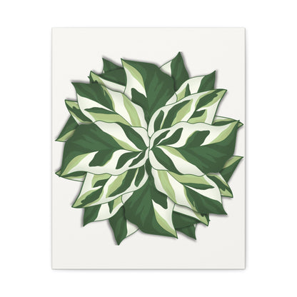 Calathea White Fusion Canvas Print – Botanical Wall Art