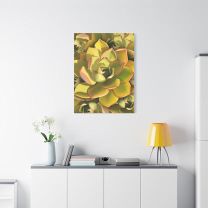 Noble Aeonium Succulent Pattern Canvas Print – Botanical Wall Art