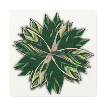 Stromanthe Triostar Canvas Print – Botanical Wall Art