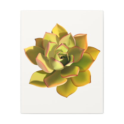 Noble Aeonium Succulent Canvas Print – Botanical Wall Art