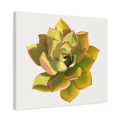 Noble Aeonium Succulent Canvas Print – Botanical Wall Art