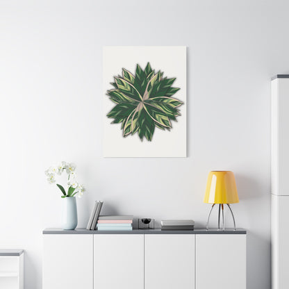 Stromanthe Triostar Canvas Print – Botanical Wall Art