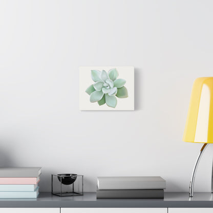 Pachyveria Haagei Succulent Canvas Print – Botanical Wall Art