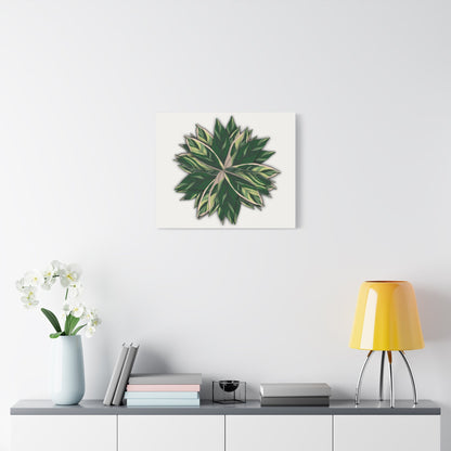 Stromanthe Triostar Canvas Print – Botanical Wall Art