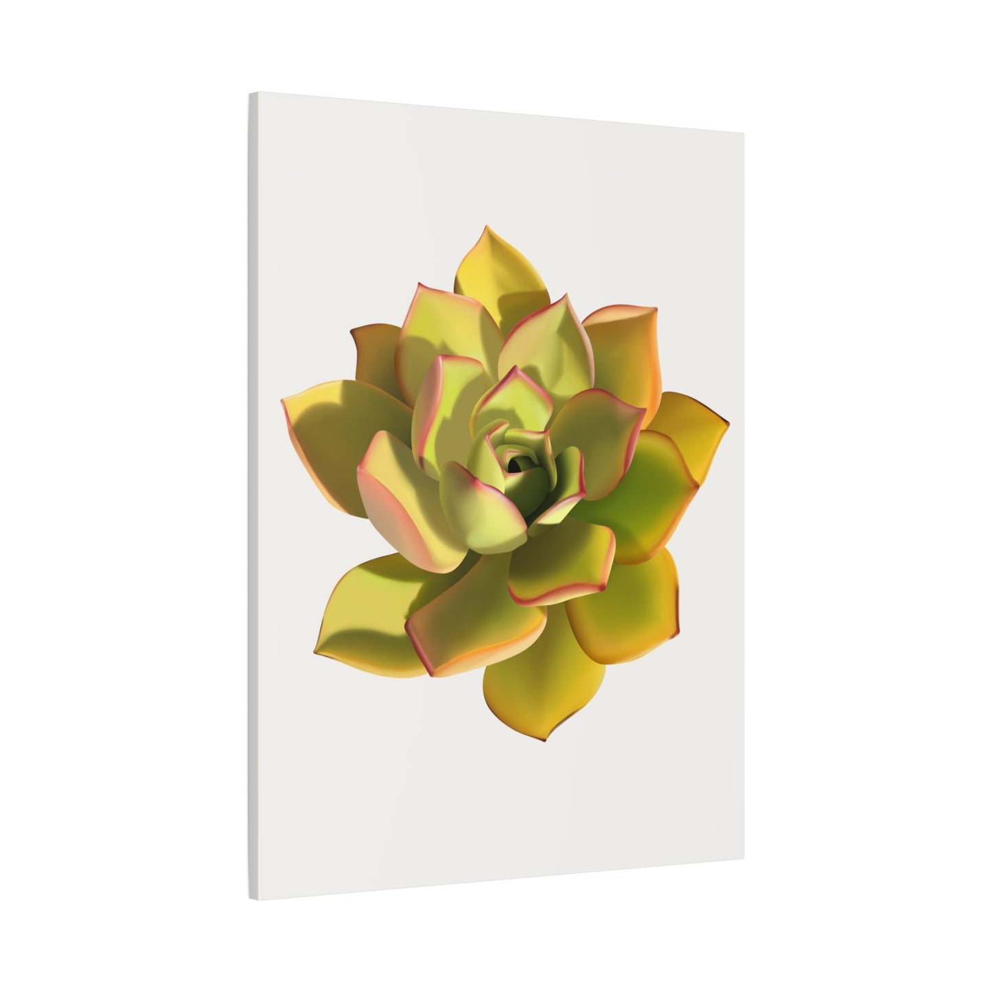Noble Aeonium Succulent Canvas Print – Botanical Wall Art