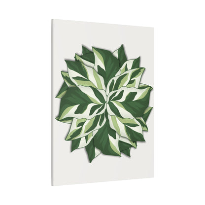 Calathea White Fusion Canvas Print – Botanical Wall Art