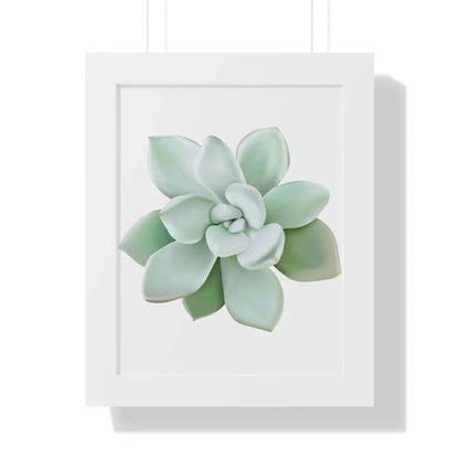 Pachyveria Haagei Succulent Framed Print – Botanical Wall Art