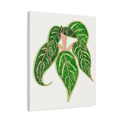 Aglaonema Sparkling Sarah Canvas Print – Botanical Wall Art