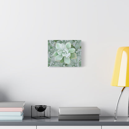 Pachyveria Haagei Succulent Pattern Canvas Print – Botanical Wall Art