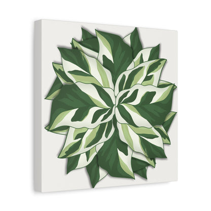Calathea White Fusion Canvas Print – Botanical Wall Art