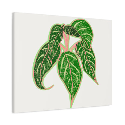 Aglaonema Sparkling Sarah Canvas Print – Botanical Wall Art