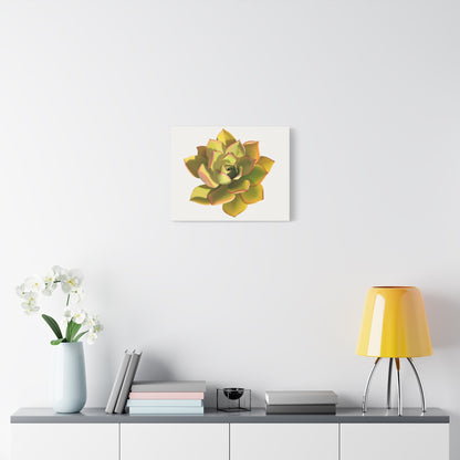 Noble Aeonium Succulent Canvas Print – Botanical Wall Art