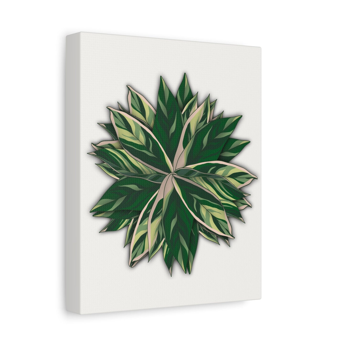 Stromanthe Triostar Canvas Print – Botanical Wall Art