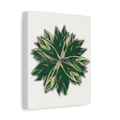 Stromanthe Triostar Canvas Print – Botanical Wall Art